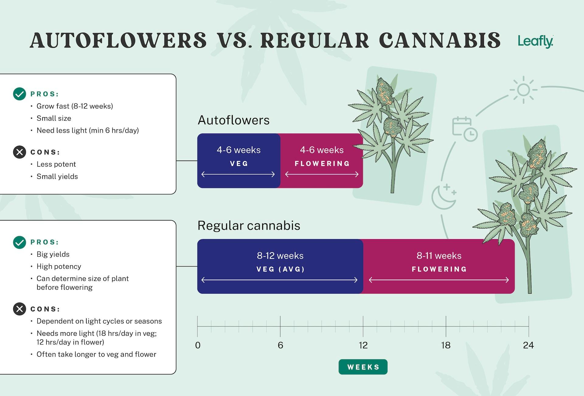 What are autoflower weed plants? Leafly