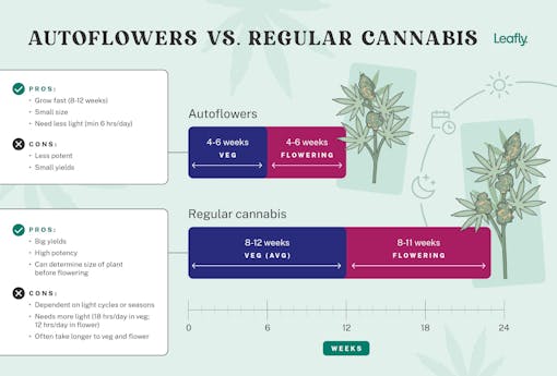 autoflowers vs. regular weed