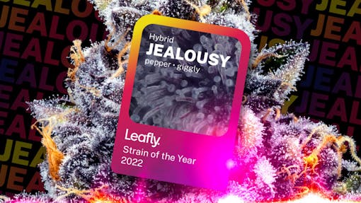 Like Gelato times 100: meet Jealousy—the Leafly Strain of the Year 2022. (Leafly)