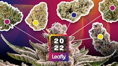 Can’t find Jealousy? We got a dozen options for you. (Leafly)