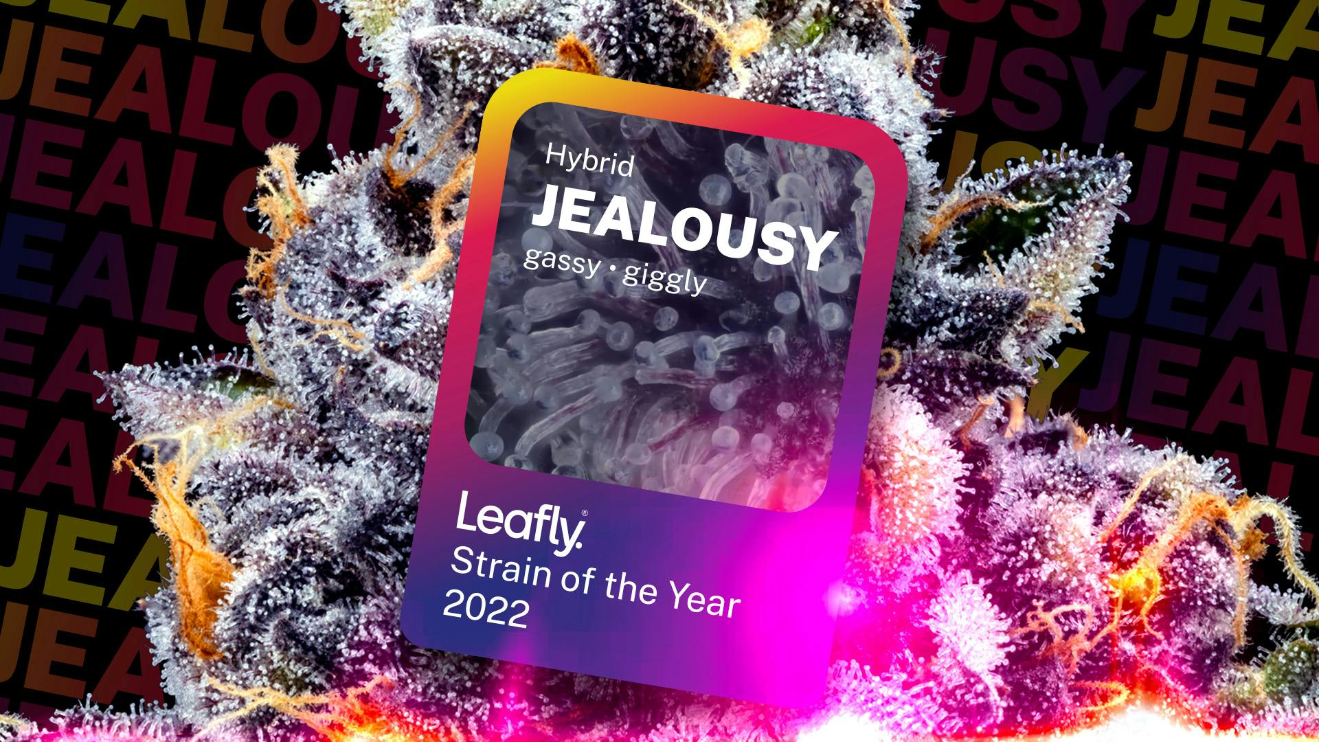 2022’s Leafly Strain of the Year is—Jealousy! Leafly