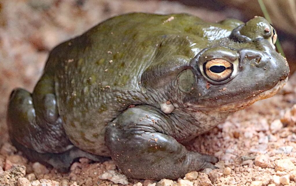 photo-of-sonoran-desert-toad