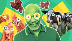 illustration-of-weird-weed-stories-from-2022