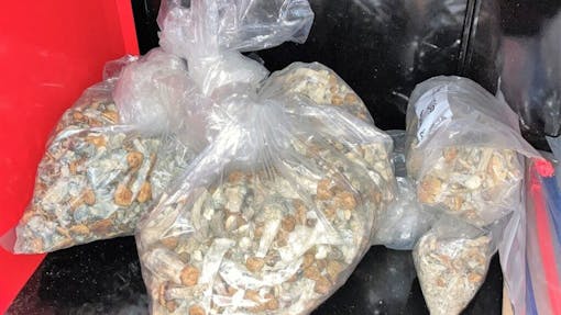 large bags of seized mushrooms