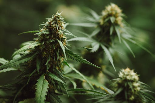 photo of greenhouse cannabis