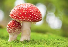 two red speckled mushrooms growing in soil