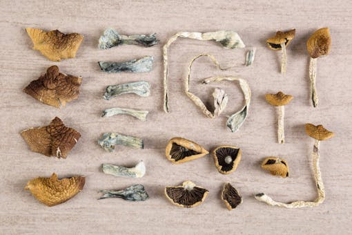Dried magic mushrooms from above. Knolling flat lay background. Entheogen, alternative medicine.