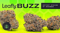 Leafly Buzz’s premium marijuana strain roundup includes Juicee J, Mega Z, and RS54.