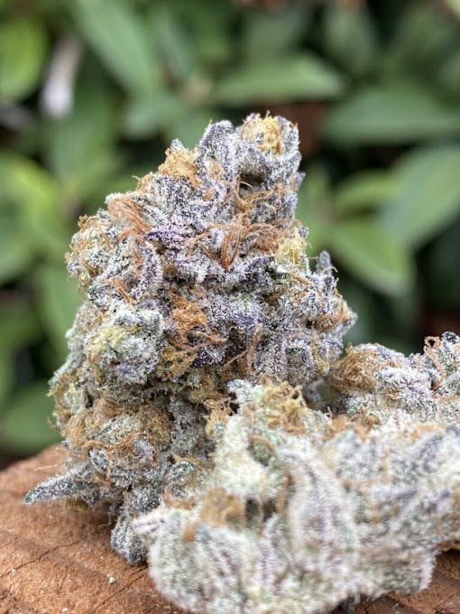 Juicee J #2 bred by seed Junky Genetics with Capulator. Selected by Kaleidoscope, WA. (Will Hyde for Leafly)