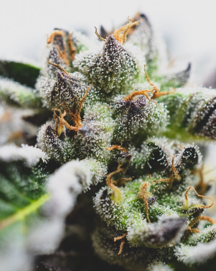 Modified Grapes strain