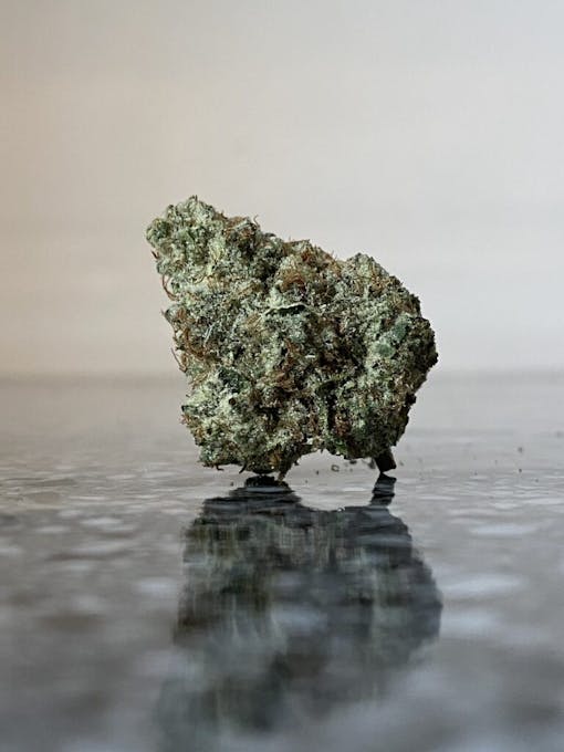 Lemon Maraschino #6 grown by Tao Gardens, OR. (Will Hyde for Leafly)