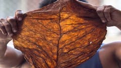 The fronto leaf can be used to roll cannabis-filled blunts, or it can be broken into 'grabba' and used as the tobacco filling in a spliff. (Dragon Fronto Leaf)