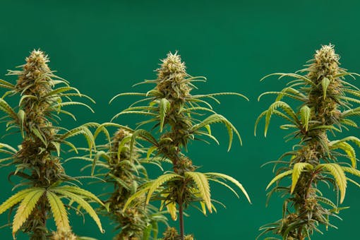 Close-up of a marijuana buds flower isolated on a light green background. Cannabis can help manage chronic pain, nausea, and vomiting resulting from chemotherapy treatment. Medical and business concept.