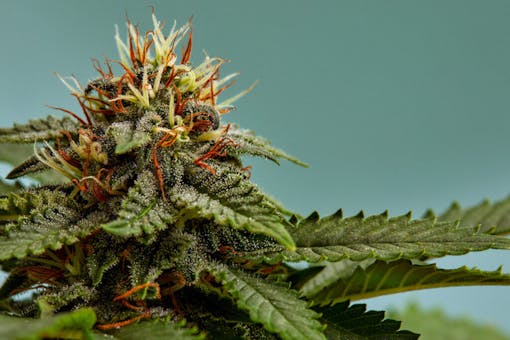 Close-up of a marijuana buds flower isolated on a light blue background. Cannabis can help manage chronic pain, nausea, and vomiting resulting from chemotherapy treatment. Medical and business concept.