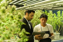 cannabis-grower-and-consultant-in-greenhouse