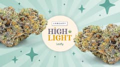 The Gary Payton strain is a slam dunk for January 2023. Read why from the experts at Leafly.