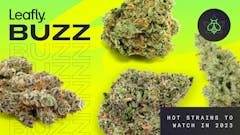Leafly Buzz’s premium marijuana strain roundup includes Planet Red, Maitai, and Euroz. (David Downs, Sasha Beck/Leafly)