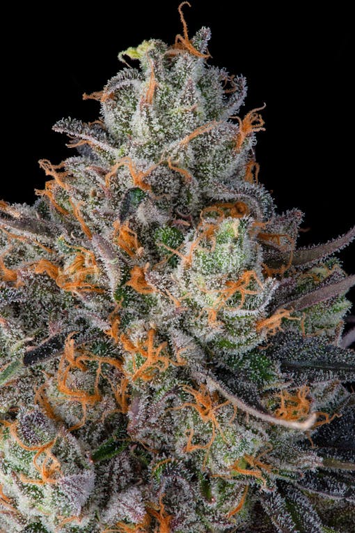 Tribute—Compound x Sherbinski's Gelato #41 x Apples and Bananas. (Photo by TK Courtesy Compound Genetics)