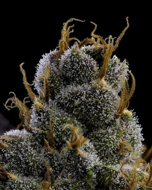 (Photo by Erik Nugshots courtesy of Humboldt Seed Co)