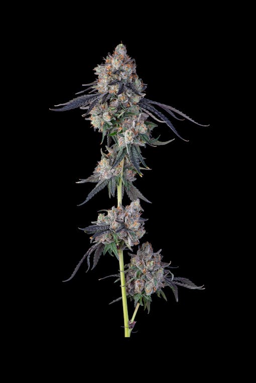 Tribute—Compound x Sherbinski's Gelato #41 x Apples and Bananas. (Photo by TK Courtesy Compound Genetics)