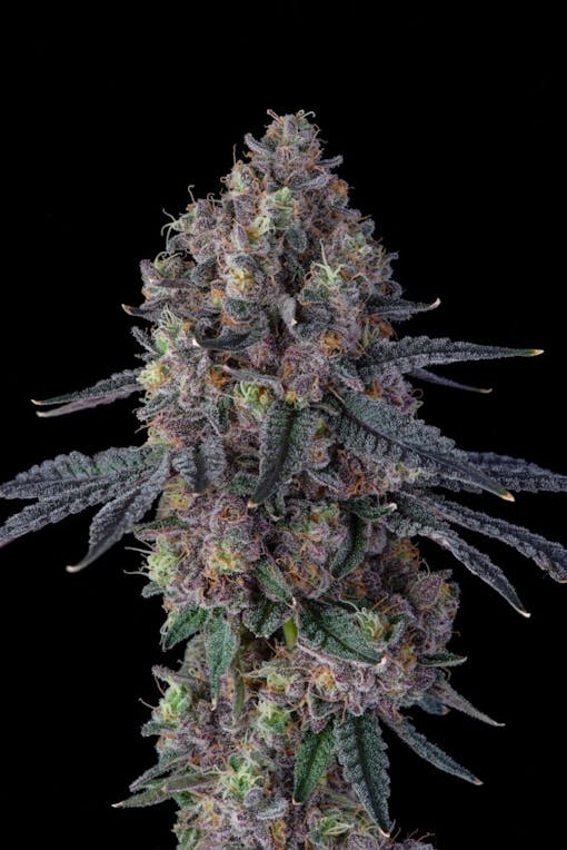 Compound Genetics Pave x Apples and Bananas. (Photo by Dankford, courtesy Compound Genetics)