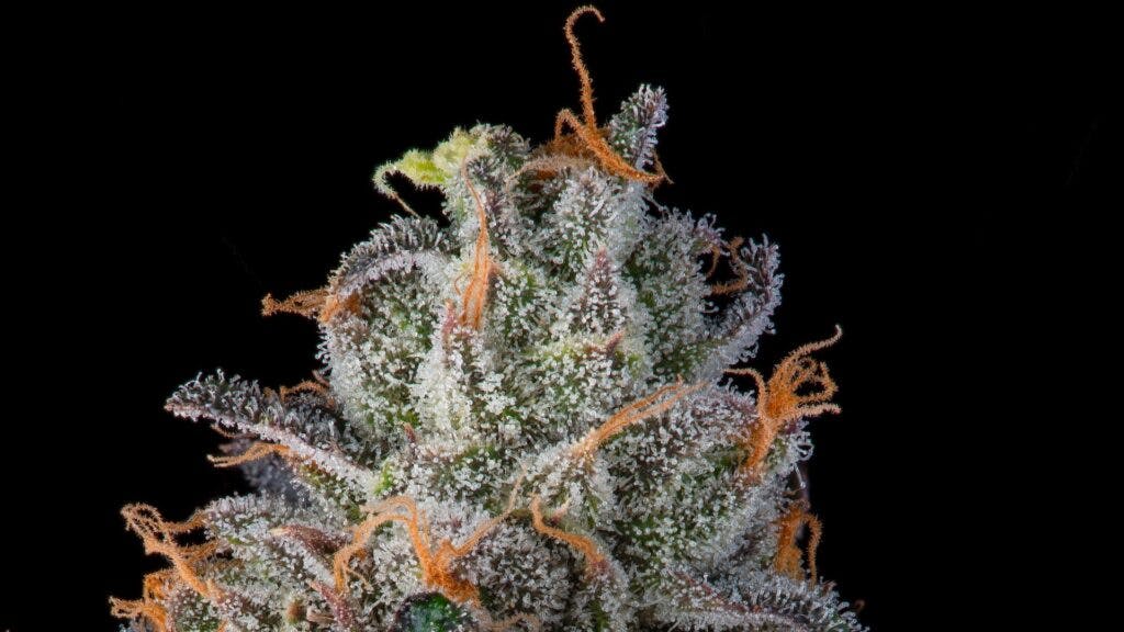 Seed Junky amps up 2023's Permanent Marker strain wave Leafly