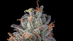 Tribute—Compound x Sherbinski’s Gelato #41 x Apples and Bananas. Indica hybrid. (Photos by Dankford. Courtesy Compound Genetics)