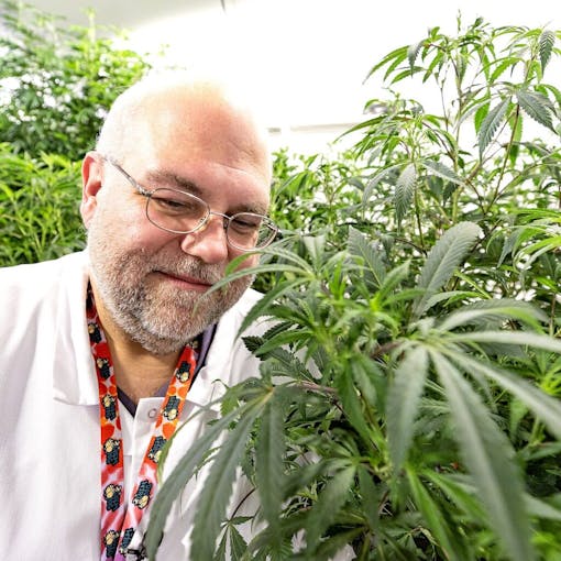 The influential grower/breeder Chemdog tends to his Chem 91. (Courtesy Smash Hits)