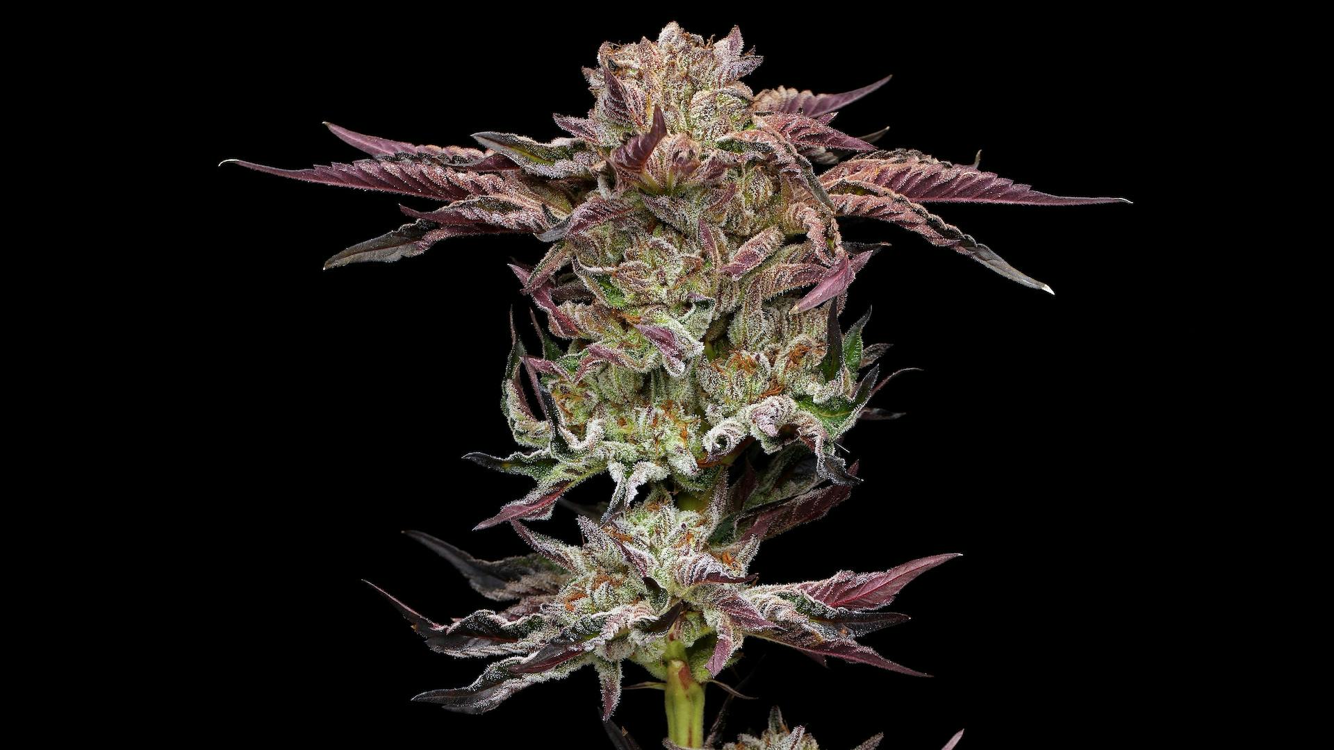 World's best cannabis seeds and clones to grow in 2023 image