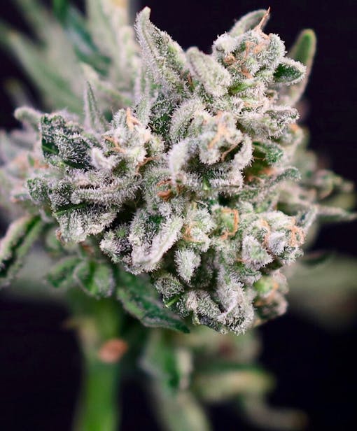 PCG x Atlas Seeds GMO Bomb (Papaya Bomb x GMO). (Courtesy Atlas Seeds)