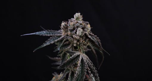 BapaRaja. Sativa hybrid. (Courtesy Atlas Seeds)