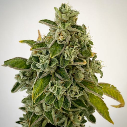 Zawtz. (Courtesy Phinest Cannabis)