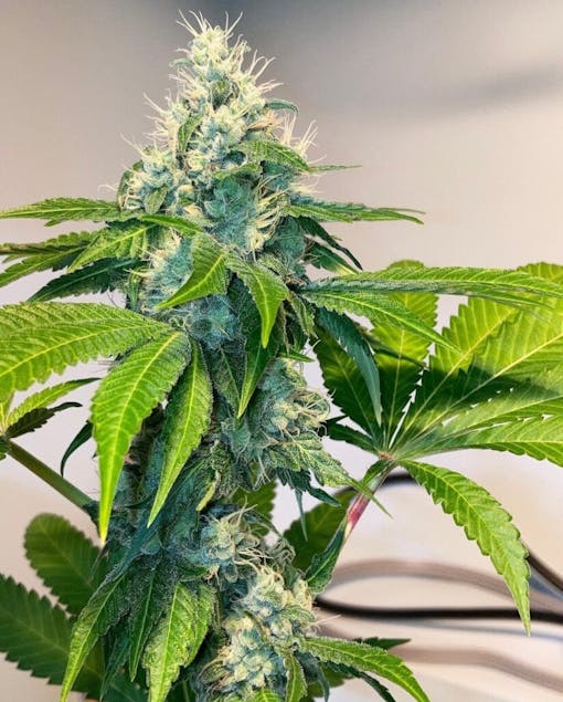Mass Medical Seeds Vx1000. Sativa hybrid. (Courtesy Mass Medical Seeds.