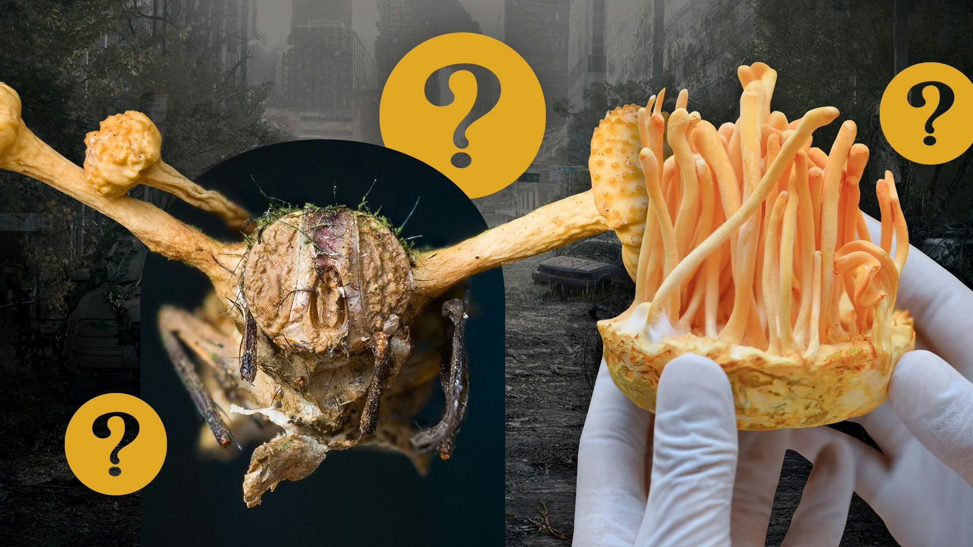 What are cordyceps mushrooms? Can they really turn their hosts into zombies? image