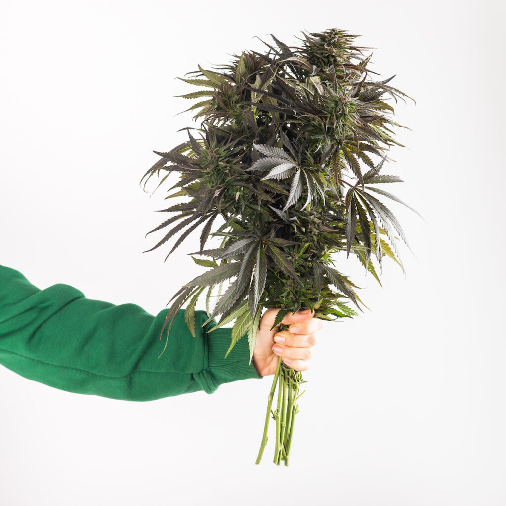 Bouquet of cannabis in hand on white background