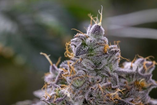 Cereal milk. (Courtesy of Cookies)