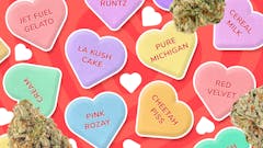 Leafly reviewers enthusiastically consent to these 8 arousing strains. (Sasha Beck/Leafly)