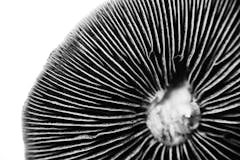 magic mushroom spores