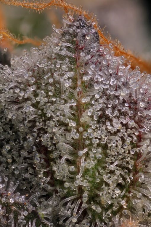 Archive Moonbow. (Photo by Adam Bush, courtesy of Archive)