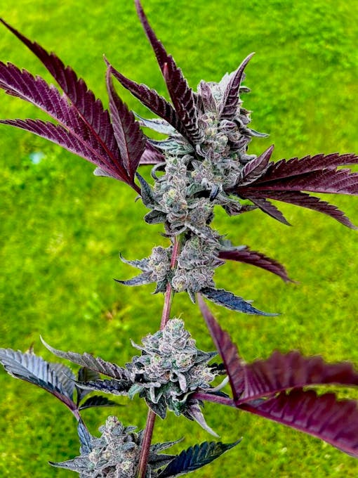 Jigglers hybrid Twizzle Dance. 2022. (Courtesy Exotic Genetix)