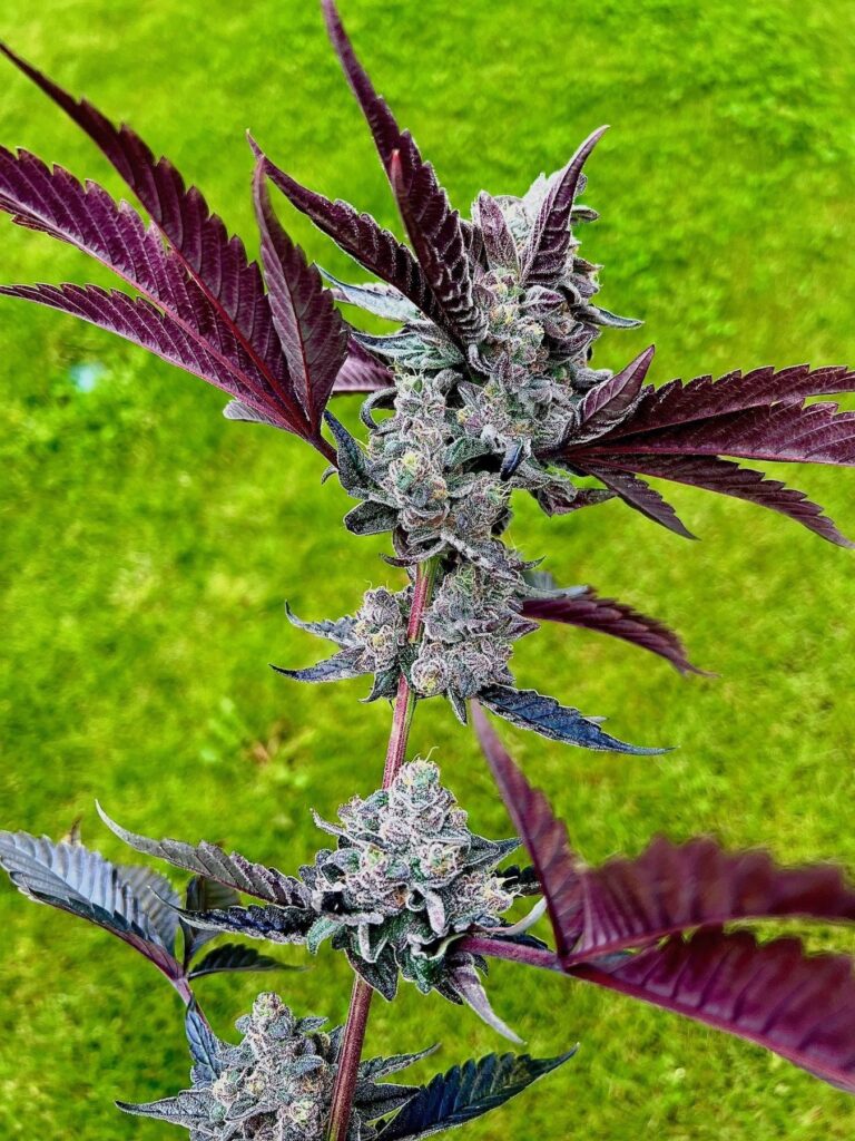 Jigglers hybrider Twizzle Dance. 2022. (Mit freundlicher Genehmigung von Exotic Genetix)