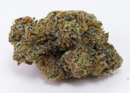 Oni Seed Co. Zeluga. Hybrid. (David Downs/Leafly)