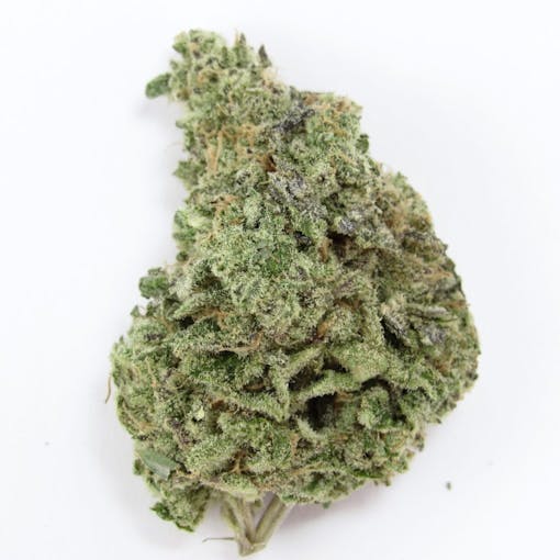 Rainbow Cheddar x Peppermint Agave. Hybrid. (David Downs/Leafly)