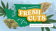 Leafly picks some fresh, potent, and bargain cannabis flower at Uncle Ike's, Seattle. (Leafly)