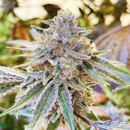 (Courtesy Fifty Fold)