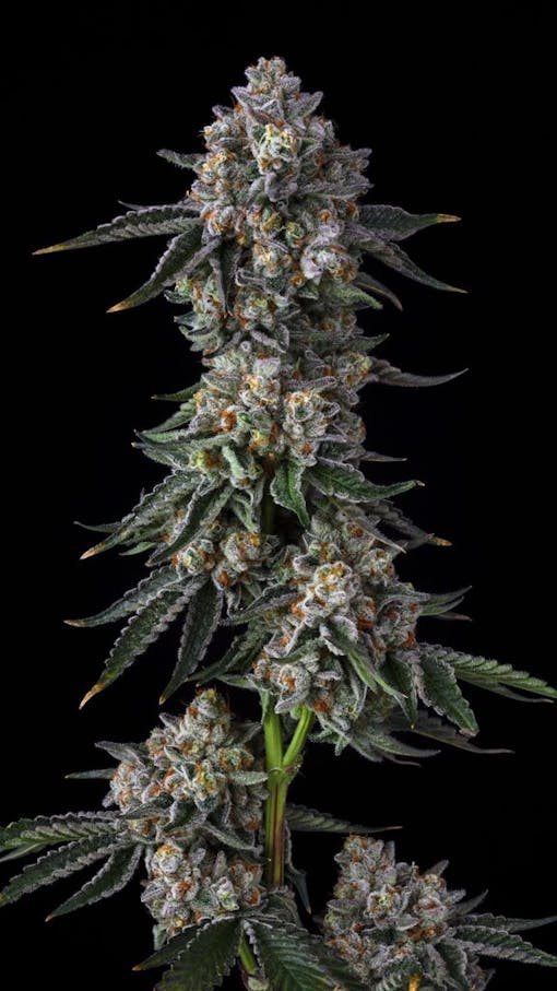 Payton's Pie. (Photo by Joshua Andersen, courtesy of Skord)