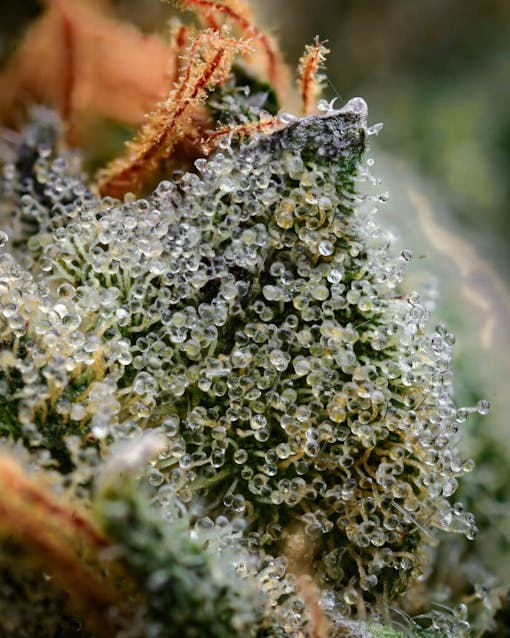 Ice Cream Sherbert. (Photo by Alex Prindle Courtesy Fire Bros