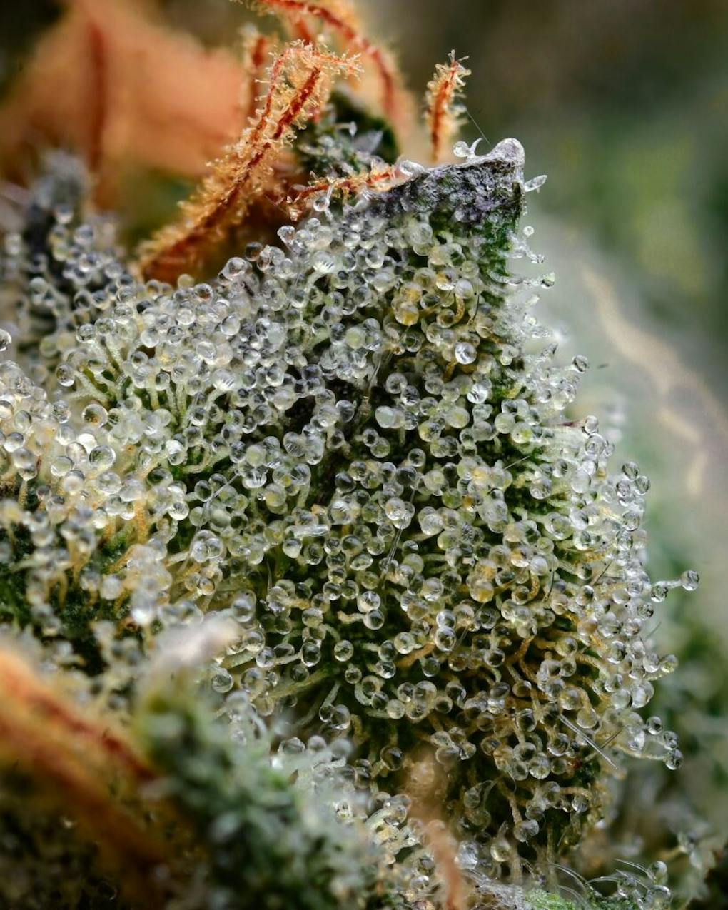 7 best Washington weed brands you must try in 2023 Leafly