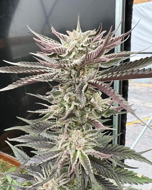 (Photo by Matt Bernhard, Courtesy Lazy Bee)