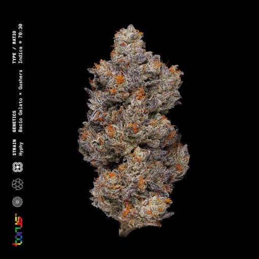 Hyphy. (Courtesy Torus)